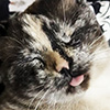 close-cropped image of a cat's face with its eyes closed and tongue sticking out